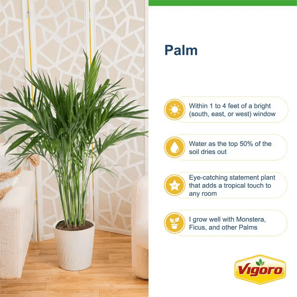 Cateracterum Indoor Palm (Cat Palm) Plant in 12 In. Decor Pot, Average Shipping Height 54-72 In. Tall - Image 7