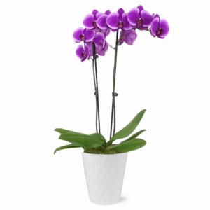 Premium Orchid (Phalaenopsis) Purple Plant in 5 In. White Ceramic Pottery