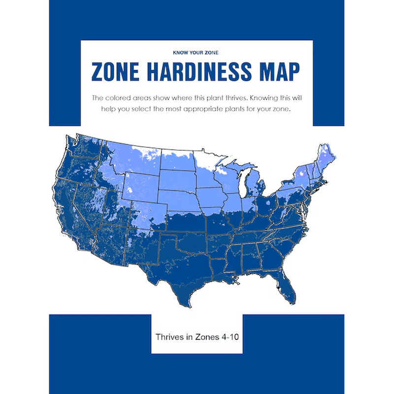 5 -Gallon Shade Live Oak in Pot (With Soil) - Image 4