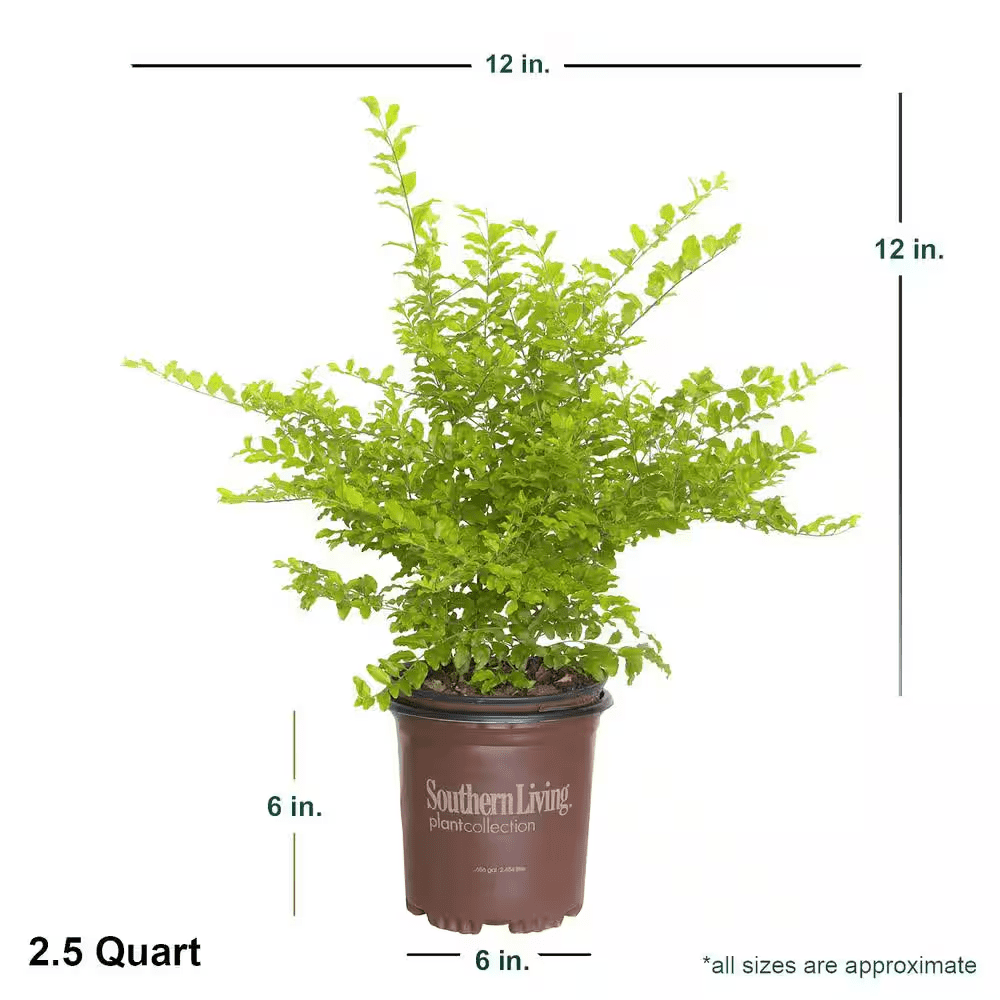 2.5 Qt. Sunshine Ligustrum, Evergreen Shrub, Bright Golden-Yellow Foliage - Image 2