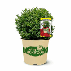 Renaissance Boxwood Foundation/Hedge Shrub in 2.5 -Quart Pot 1 -Pack