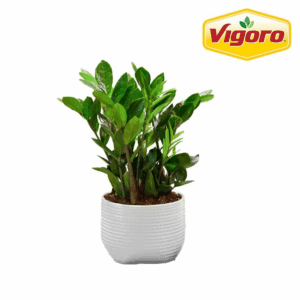 Zamioculas Zamiifolia Indoor ZZ Plant in 6 In. White Decor Planter, Avg. Shipping Height 10 In. Tall