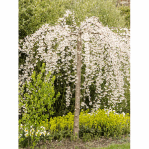 7 -Gallon White Flowering Weeping Snow Fountain Cherry in Pot (With Soil)