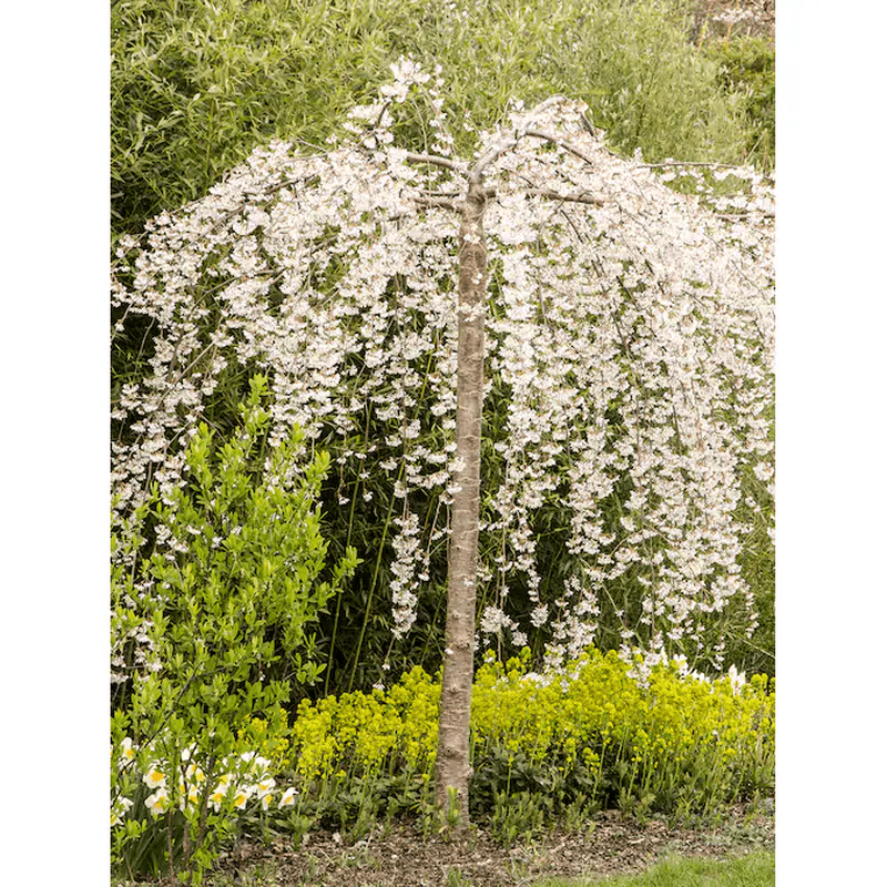 7 -Gallon White Flowering Weeping Snow Fountain Cherry in Pot (With Soil)