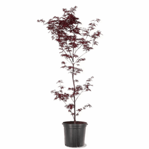 7 -Gallon Red Feature Emperor I Japanese Red Maple in Pot (With Soil)