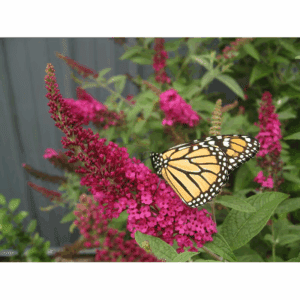 'Miss Molly' Butterfly Bush (Buddleia) Flowering Shrub in 1 -Quart Pot 1.0 -Pack with Red Blooms