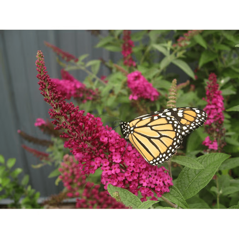 'Miss Molly' Butterfly Bush (Buddleia) Flowering Shrub in 1 -Quart Pot 1.0 -Pack with Red Blooms