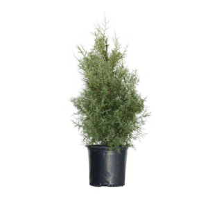 2.5 -Gallon Screening Carolina Sapphire Arizona Cypress in Pot (With Soil)
