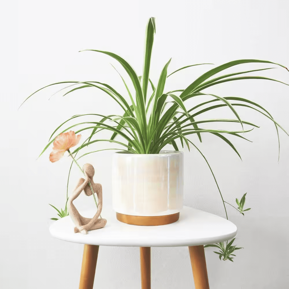 3-Pack Indoor Ceramic Planter with Drainage Hole, Succulent Orchid Flower Pot, Rainbow Pearl Glaze, White - Image 4