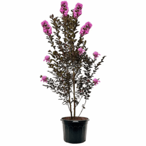 7 -Gallon Purple Flowering Thunderstruck Lavender Skies Crape Myrtle in Pot (With Soil)