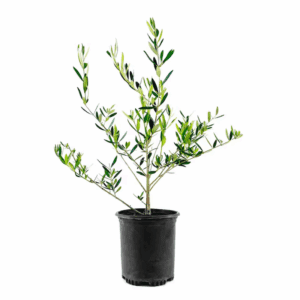 1 -Gallon White Feature Olive Tree in Pot (With Soil)