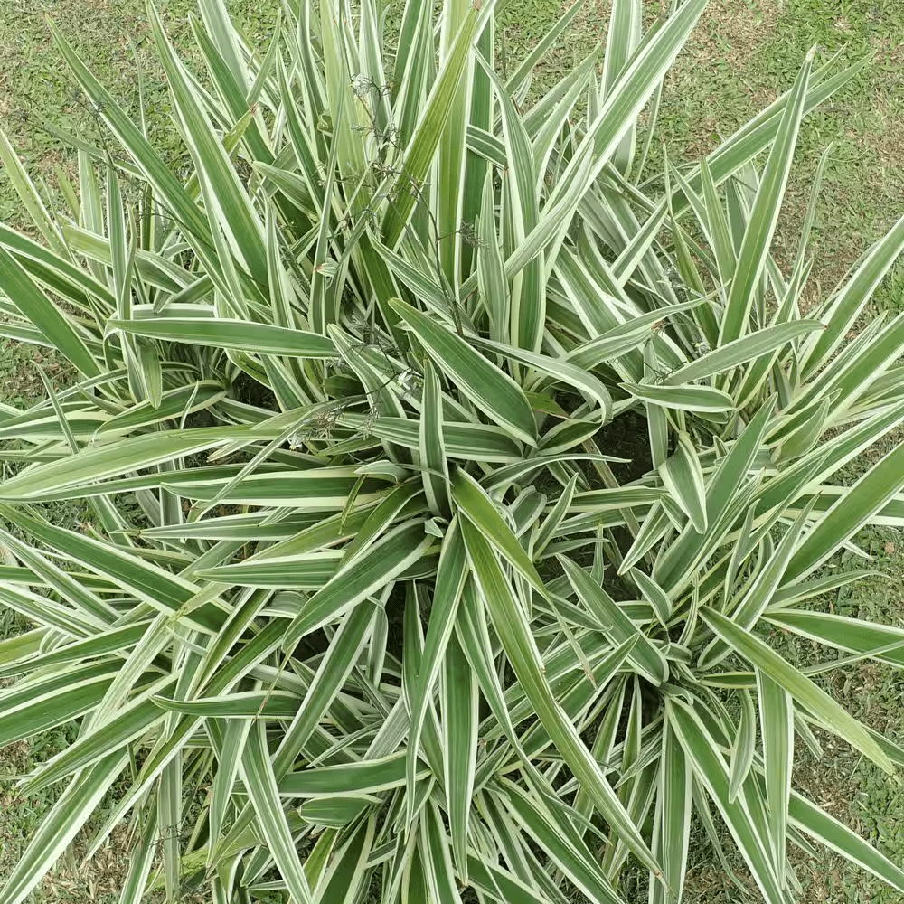 3 Gal. Dianella Flax Lilly Plant - Image 8